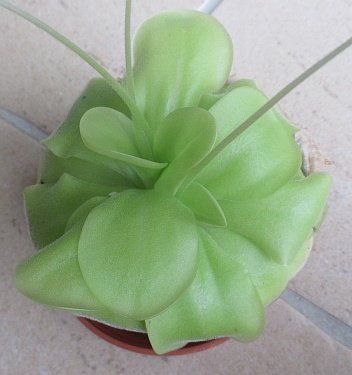 Pinguicula in summer