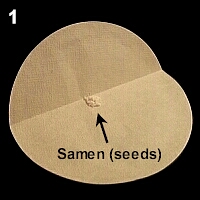 packing seeds