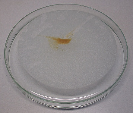 Filterpapier auf Petrischale