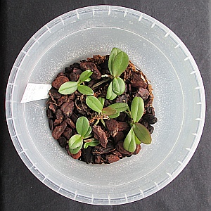 seedlings in community pot