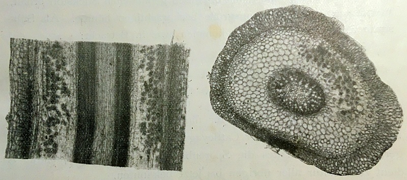 Längs- und Querschnitt durch mit Symbiosepilz besiedelter Wurzel eines Oncidiums [BURGEFF1911]