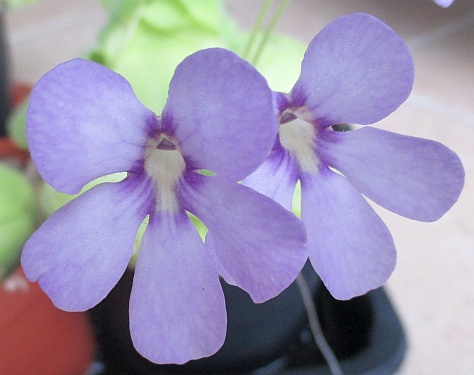 Pinguicula flower
