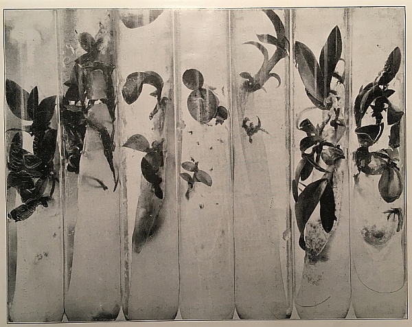Symbiotisch in vitro gezogene Orchideensämlinge (Quelle: Burgeff 1911)
