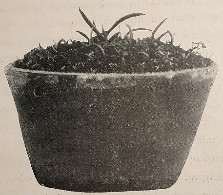 Ausssaattopf mit 9 Monate alten Sämlingen von Vanda suavis x Vanda teres (Quelle: Burgeff 1911)