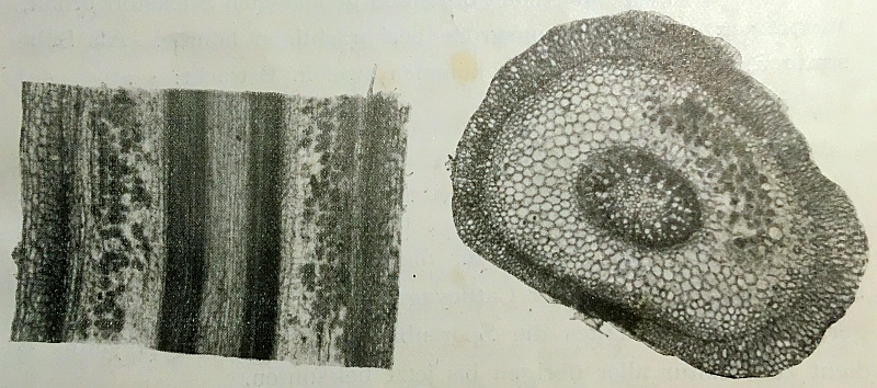 Längs- und Querschnitt durch mit Symbiosepilz besiedelter Wurzel eines Oncidiums (Quelle: Burgeff 1911)