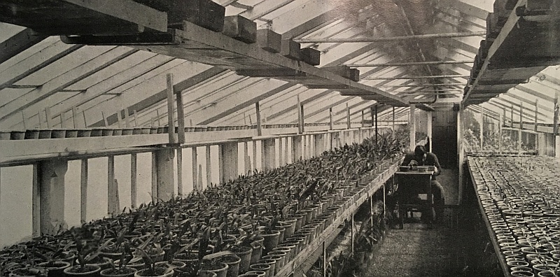Blick in das Sämlingshaus von Schönbrunn im Jahre 1901 (Quelle: Hefka 1914)