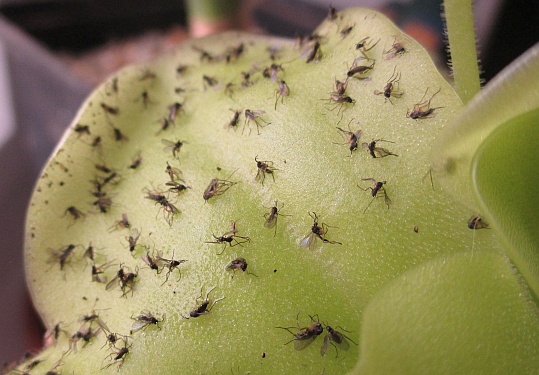 Fettkraut mit gefangenen Insekten