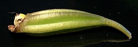 gesäuberte grüne Samenkapsel