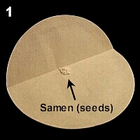 Samen verpacken