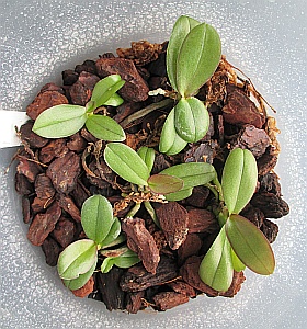 Jungpflanzen in Gemeinschaftstopf