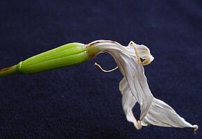 3 Wochen alte Kapsel einer Masdevallia coccinea alba
