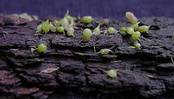 Epidendrum radicans Protokorme