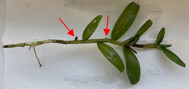 Epidendrum mirabile