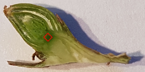 meristem to get extracted