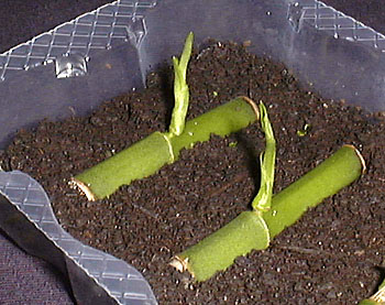 Phaius tankervilleae node further 2 weeks later