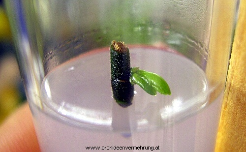 growing Chiloschista lunifera bud