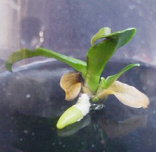Phalaenopsis equestris young plant from a node
